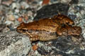 Mukhlesur's Chorus Frog Microhyla mukhlesuri (Mukhlesur's Narrow-mouthed Frog)