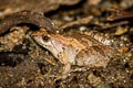Mukhlesur's Chorus Frog Microhyla mukhlesuri (Mukhlesur's Narrow-mouthed Frog)