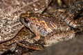 Noisy Chorus Frog Microhyla butleri (Butler's Chorus Frog)