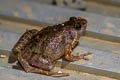 Noisy Chorus Frog Microhyla butleri (Butler's Chorus Frog)