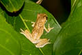 bush frog