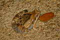 Painted Chorus Frog Microhyla pulchra (Marbled Pygmy Frog)