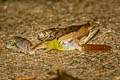 Painted Chorus Frog Microhyla pulchra (Marbled Pygmy Frog)