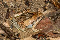 Painted Chorus Frog Microhyla pulchra (Marbled Pygmy Frog)