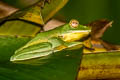 Phongsaly Tree Frog Rhacophorus kio