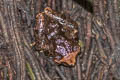 Undescribed Bush Frog Raorchestes sp. nov.