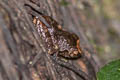 Undescribed Bush Frog Raorchestes sp. nov.