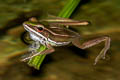 Red-eared Frog Hylarana erythraea (Green-backed Frog)
