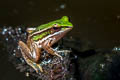 Red-eared Frog Hylarana erythraea (Green-backed Frog)