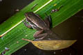 Red-eared Frog Hylarana erythraea (Green-backed Frog)