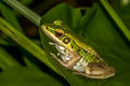 Red-eared Frog Hylarana erythraea (Green-backed Frog)