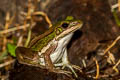 Red-eared Frog Hylarana erythraea (Green-backed Frog)