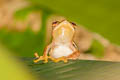 Red-webbed Tree Frog Rhacophorus rhodopus (Twin-spotted Tree Frog)