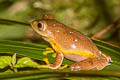 Red-webbed Tree Frog Rhacophorus rhodopus (Twin-spotted Tree Frog)