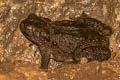 River Toad Phrynoidis asper (Asiatic Giant Toad)