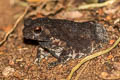 River Toad Phrynoidis asper (Asiatic Giant Toad)