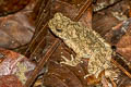 River Toad Phrynoidis asper (Asiatic Giant Toad)