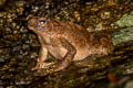 River Toad Phrynoidis asper (Asiatic Giant Toad)