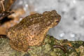 River Toad Phrynoidis asper (Asiatic Giant Toad)