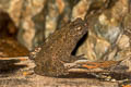 River Toad Phrynoidis asper (Asiatic Giant Toad)