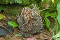 River Toad Phrynoidis asper (Asiatic Giant Toad)