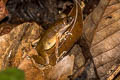 Rosy Litter Frog Leptobrachella eos