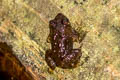 Rugose Frog Hoplobatrachus rugulosus (Chinese Bullfrog)