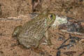 Rugose Frog Hoplobatrachus rugulosus (Chinese Bullfrog)