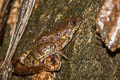 Schmaker's Frog Odorrana schmackeri