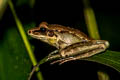 Siamese Cascade Frog Wijayaranamelasma