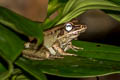 Siamese Cascade Frog Wijayaranamelasma