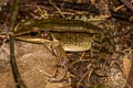 Smith's Frog Sylvirana faber (Cardamom Mountain Frog, Chanthaburi Stream Frog)