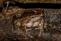 Smith's Frog Sylvirana faber (Cardamom Mountain Frog, Chanthaburi Stream Frog)