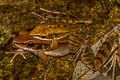 Smith's Frog Sylvirana faber (Cardamom Mountain Frog, Chanthaburi Stream Frog)