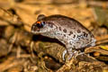 Smith's Litter Frog Leptobrachium smithi