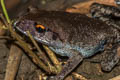 Smith's Litter Frog Leptobrachium smithi