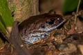 Smith's Litter Frog Leptobrachium smithi