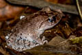 Smith's Litter Frog Leptobrachium smithi