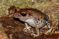 Smith's Litter Frog Leptobrachium smithi