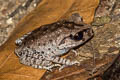 Smith's Litter Frog Leptobrachium smithi