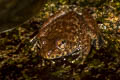 Spiny-breasted Frog Quasipaa fasciculispina