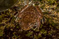 Spiny-breasted Frog Quasipaa fasciculispina