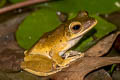 Spot-legged Tree Frog Polypedates megacephalus (White-lipped Tree Frog)