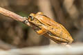Spot-legged Tree Frog Polypedates megacephalus (White-lipped Tree Frog)