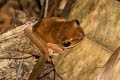 Spot-legged Tree Frog Polypedates megacephalus (White-lipped Tree Frog)