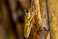 Spot-legged Tree Frog Polypedates megacephalus (White-lipped Tree Frog)