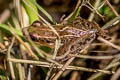 Stripe-backed Frog Hylarana macrodactyla