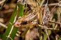 Stripe-backed Frog Hylarana macrodactyla