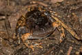 Striped Burrowing Frog Glyphoglossus guttulatus (Striped Spadefoot Frog)