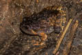 Striped Burrowing Frog Glyphoglossus guttulatus (Striped Spadefoot Frog)